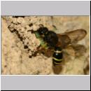 G-Odynerus spinipes w01a beim Nesteintrag einer Larve des Ruesselkaefers.jpg